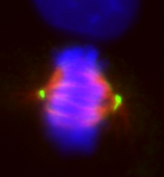 Image 26 mitosis dcx gamma tubulin 1