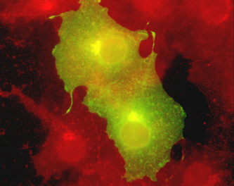 Image 31 cos mpr and wheat germ agglutinin